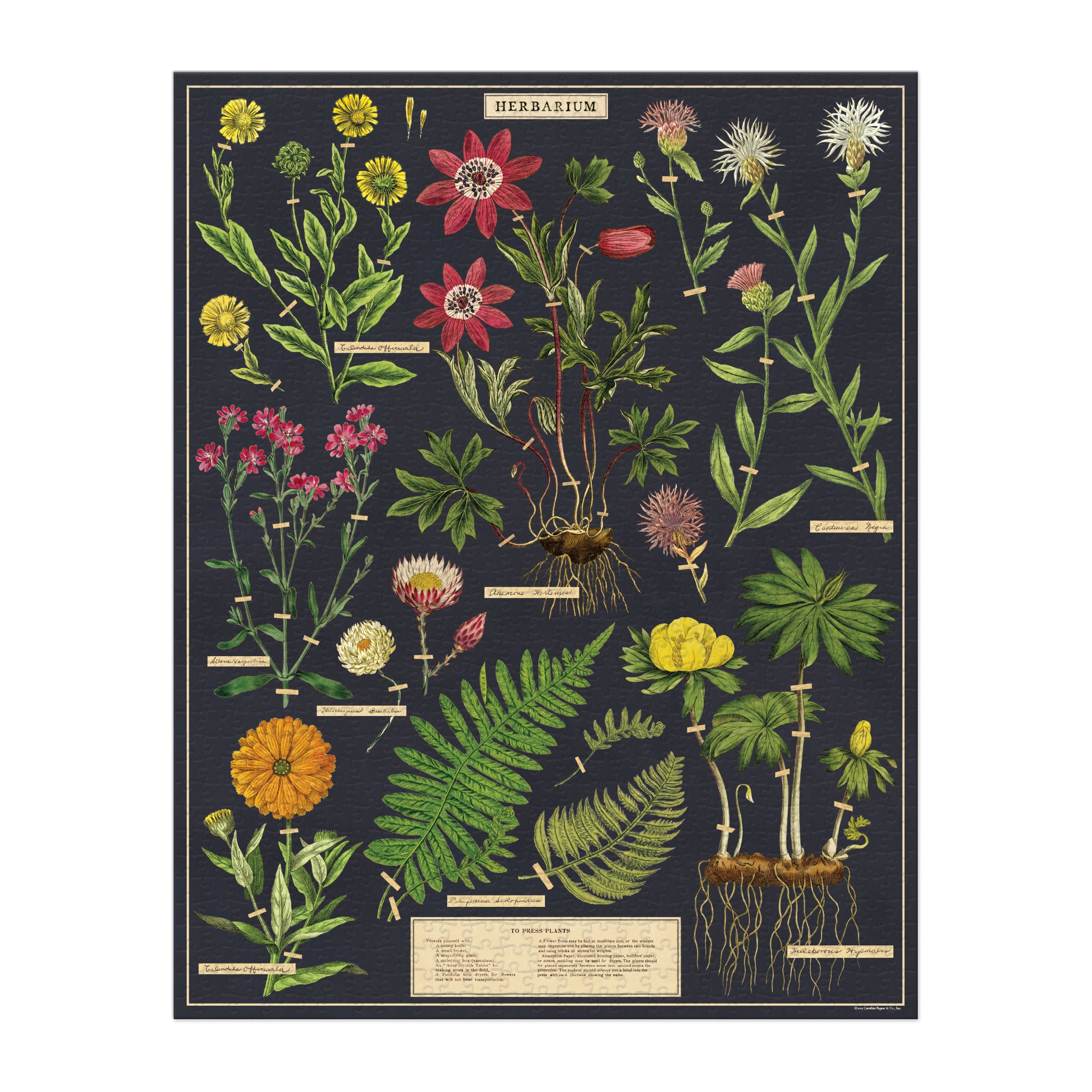 Herbarium 1000 Piece Puzzle