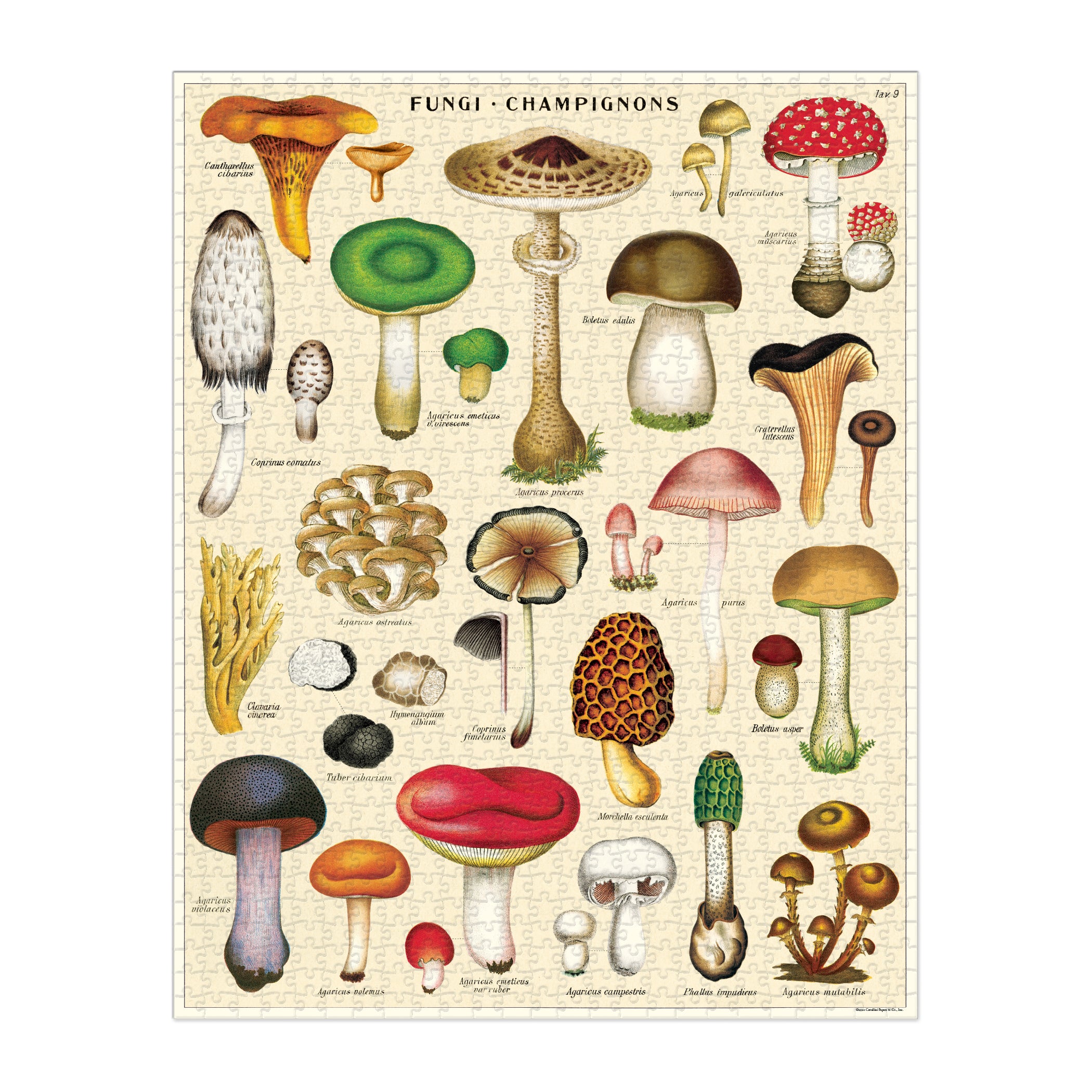 Mushrooms 1000 Piece Puzzle